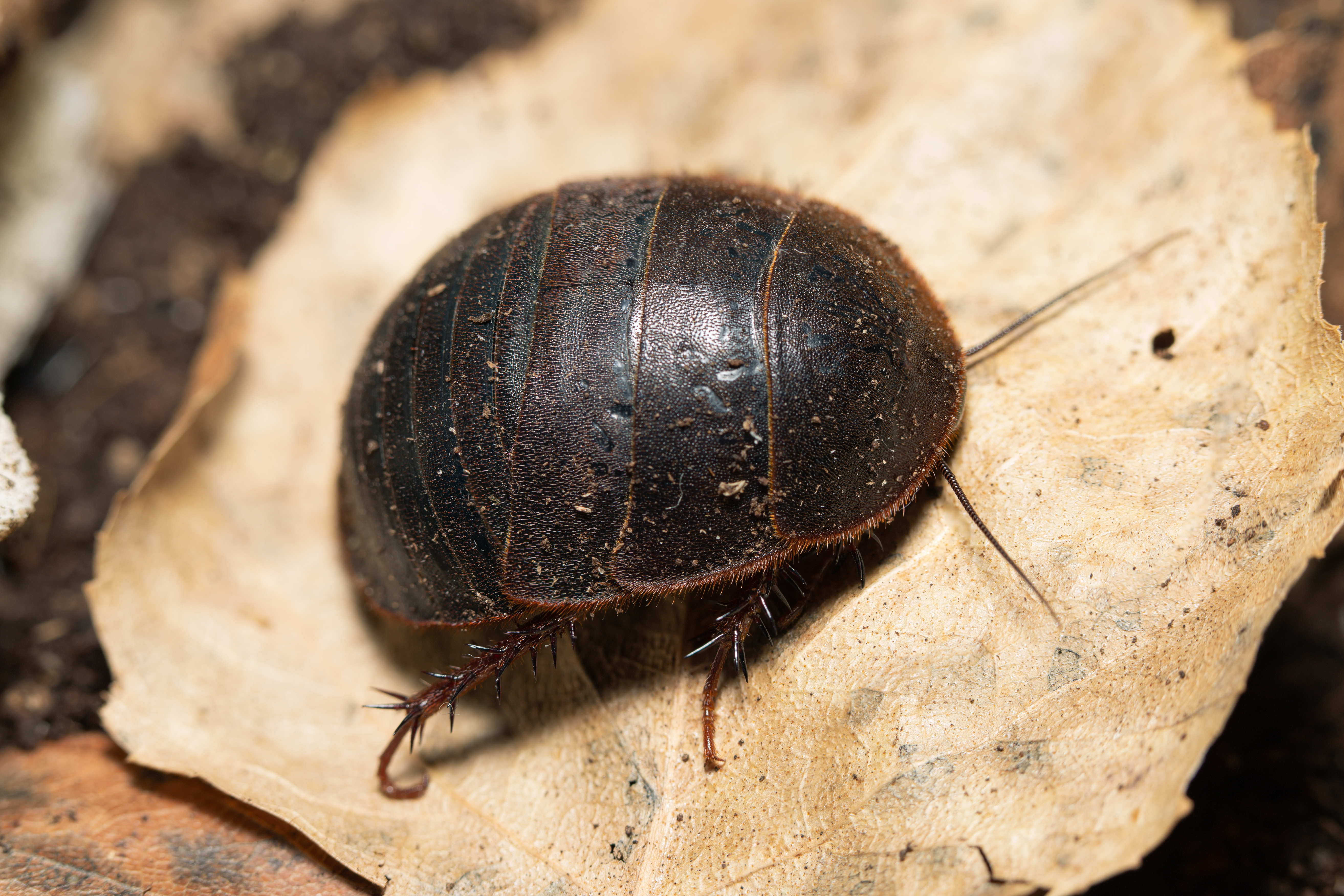Eupolyphaga sinensis