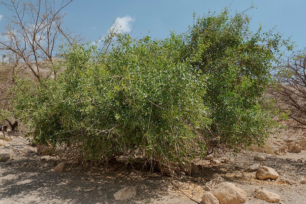 Salvadora indica