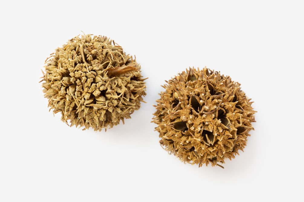 Lu Lu Tong – Fructus Liquidambaris. Sieht ähnlich aus wie Platanenfrüchte, aber botanisch nicht mit diesen verwandt.