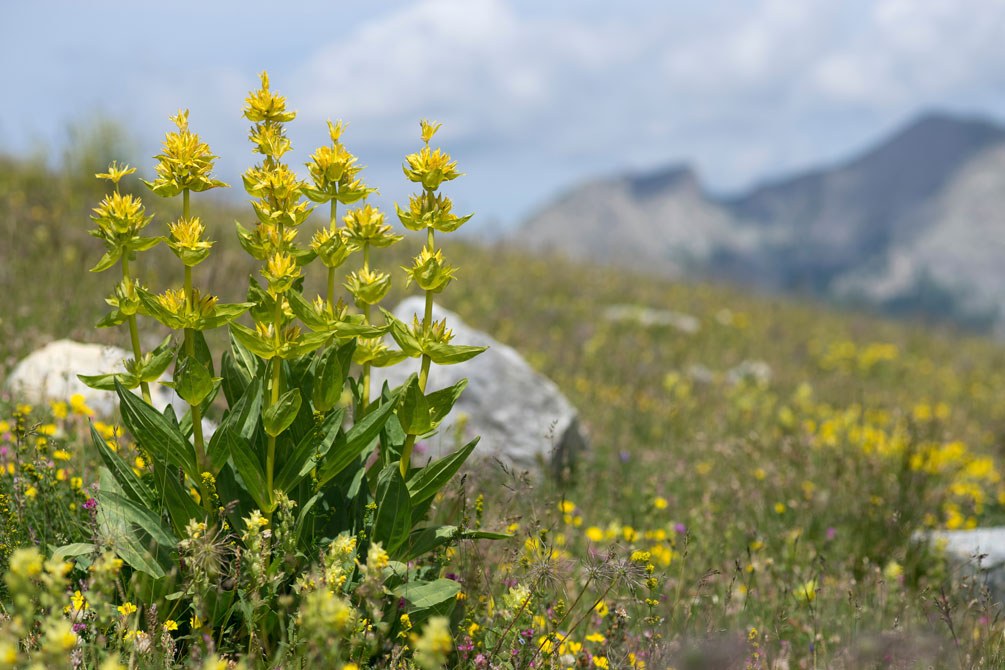 Gentiana lutea