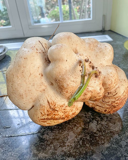 Yambohne