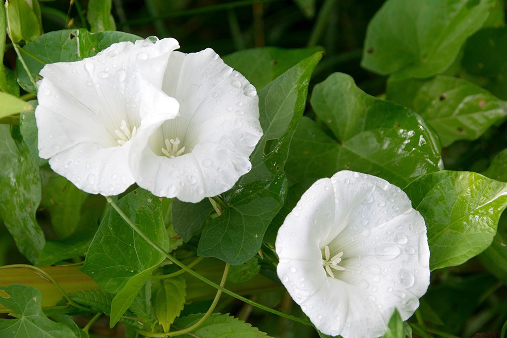 Zaunwinde