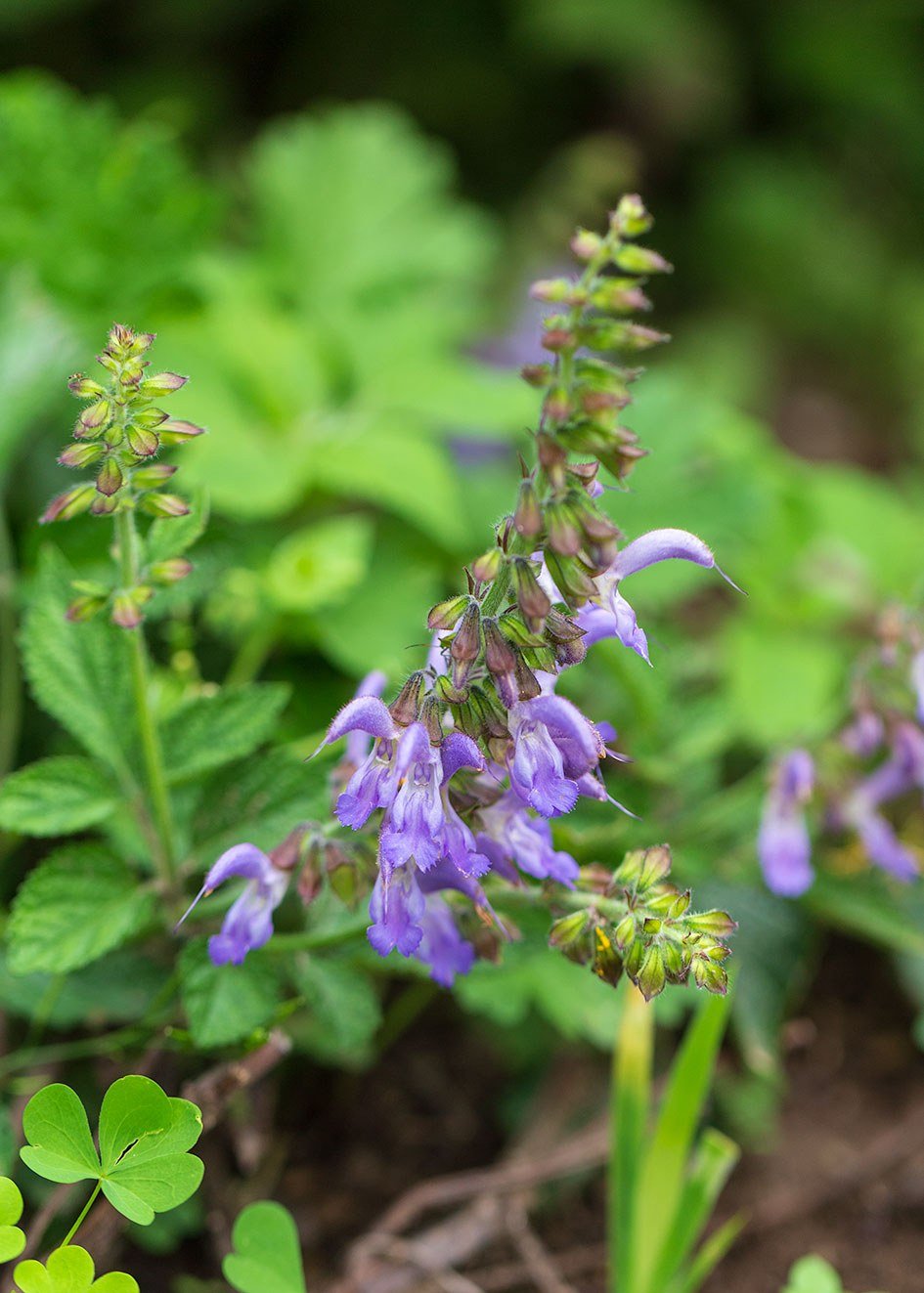 Salvia miltiorrhiza 945